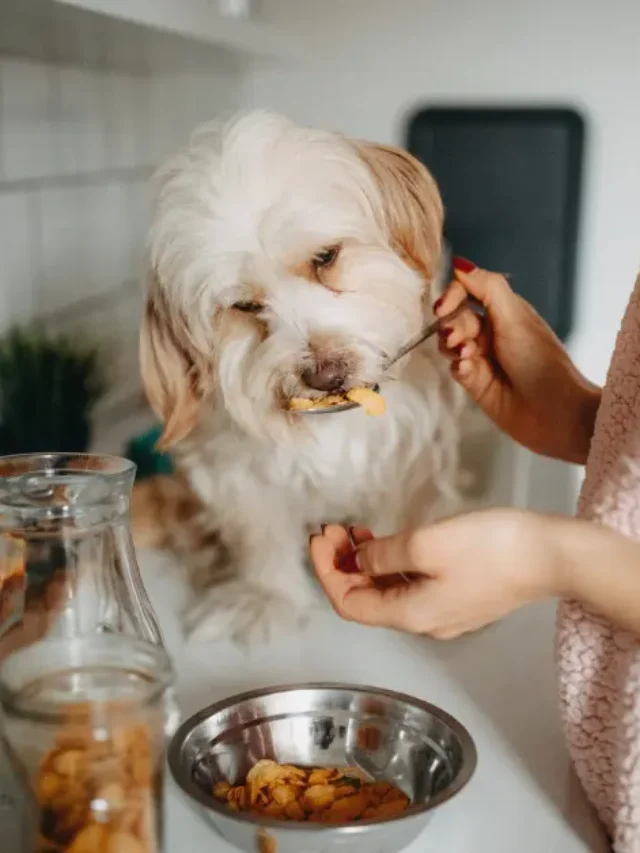 Dry Food vs Wet Food: Which Is Better for Your Pet?-thumnail