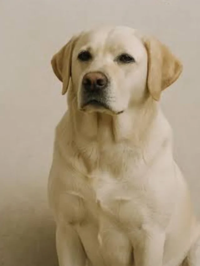 Short Coat – No Grooming: Myths That Harm Pets-thumnail