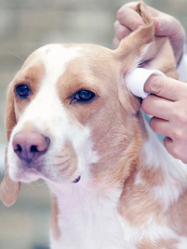 How to Clean Dog Ears at Home Safely-thumnail
