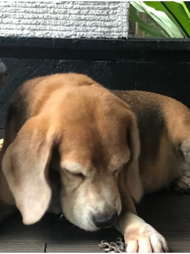 Signs Your Dog Is in Pain What You Should Do-thumnail