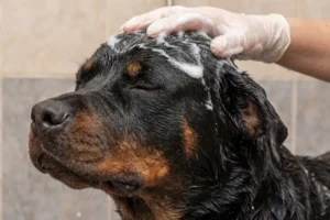 How Often Should You Bathe Your Dog in Indian Weather? The Complete Guide