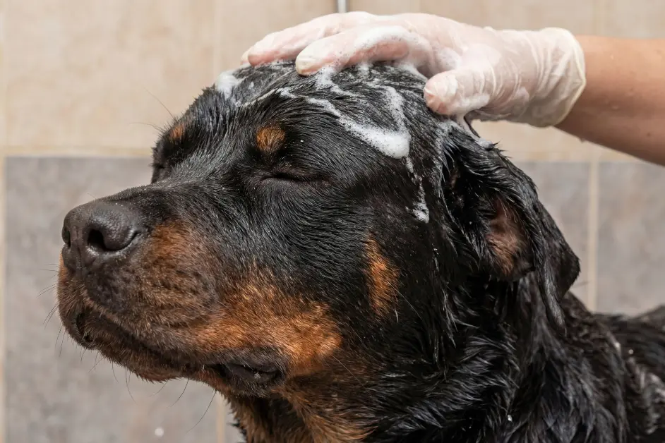 How Often Should You Bathe Your Dog in Indian Weather? The Complete Guide