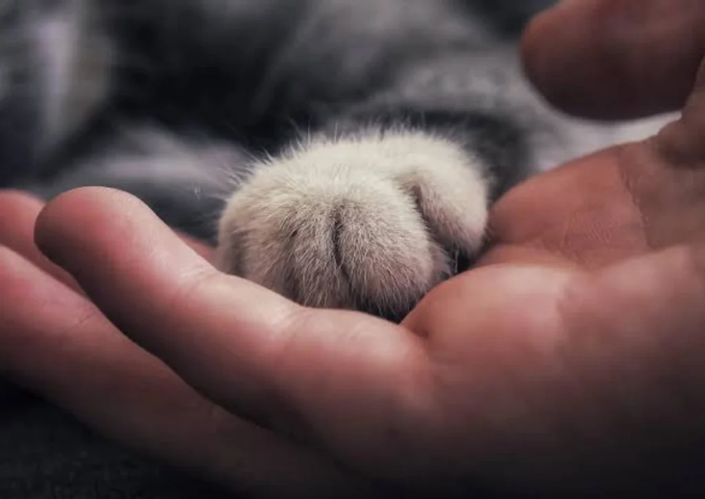 Pet Loss