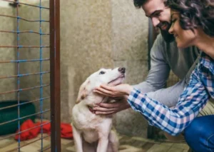 Pet Adoption: 5 Important Things to Know Before Adopting a Pet