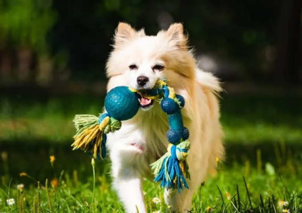 Best Toys for Bored Dogs