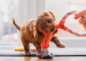 Best Toys for Bored Dogs: How to Keep Your Dog Mentally Stimulated, Engaged, and Emotionally Balanced