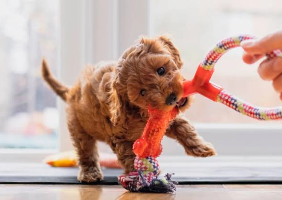 Best Toys for Bored Dogs: How to Keep Your Dog Mentally Stimulated, Engaged, and Emotionally Balanced-preview image