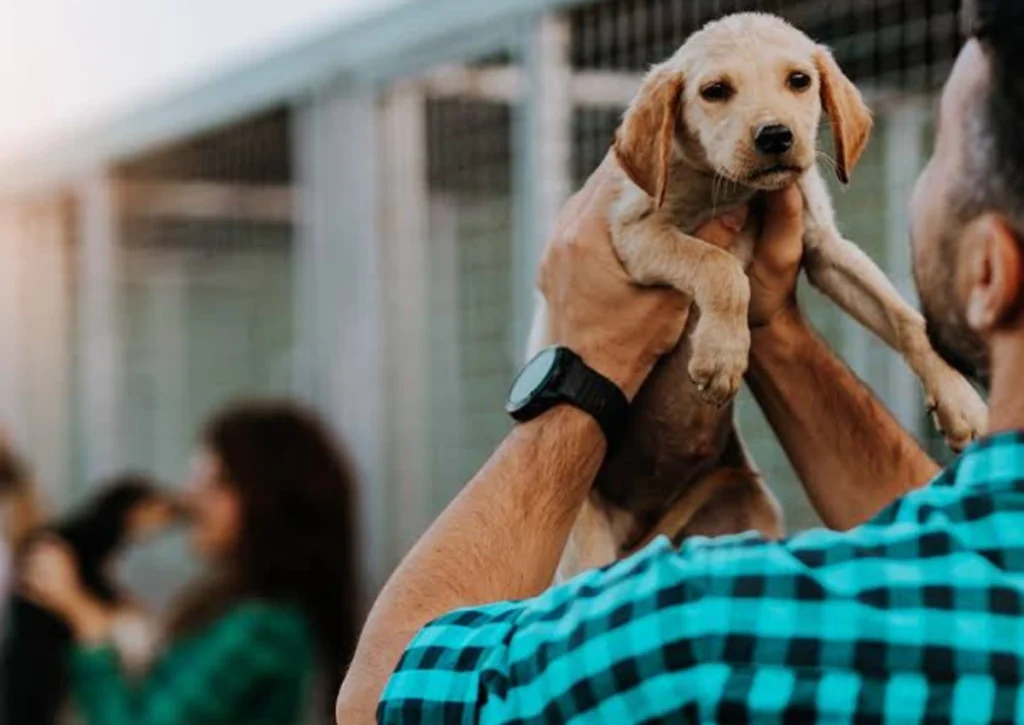 Pet Adoption