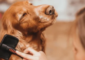 How to Reduce Pet Hair Shedding Naturally