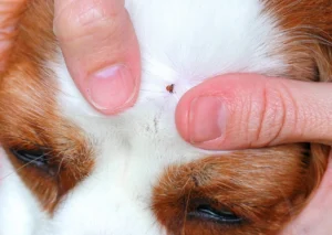 How to Remove Ticks from Dogs Safely