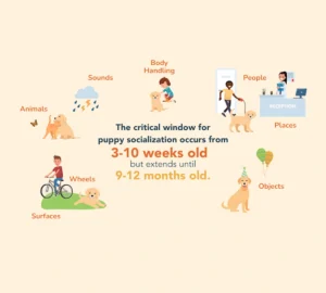 How to Socialise a Puppy Properly