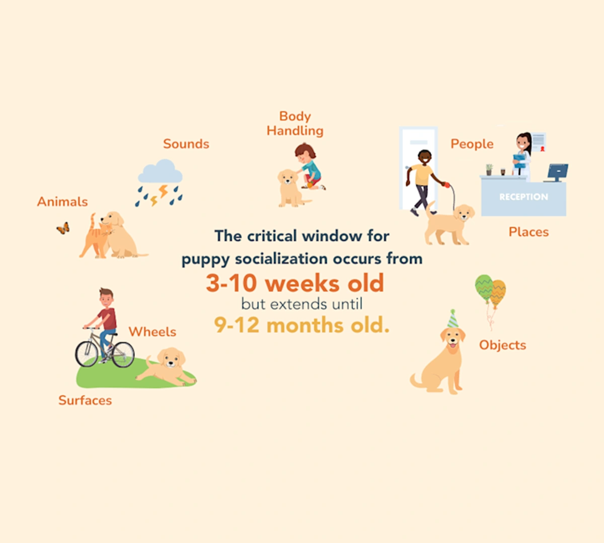 How to Socialise a Puppy Properly-preview image