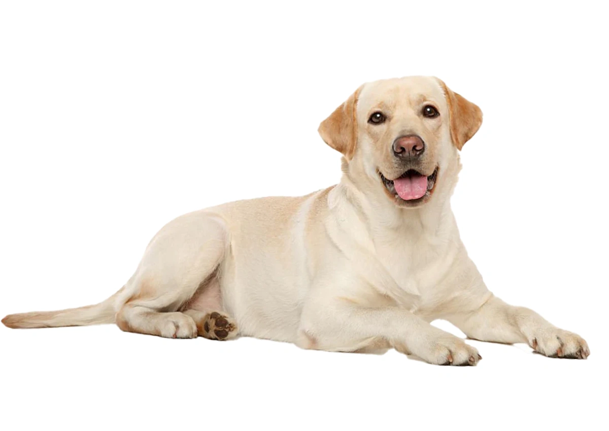 Labrador Care Guide for Indian Climate-preview image