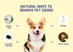 Natural Ways to Remove Pet Odour from Home