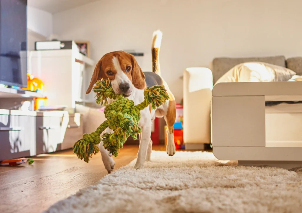 Current image: How to Pet-Proof Your Home