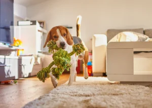 How To Pet Proof Your Home: A Complete Guide to Keeping Your Furry Friend Safe