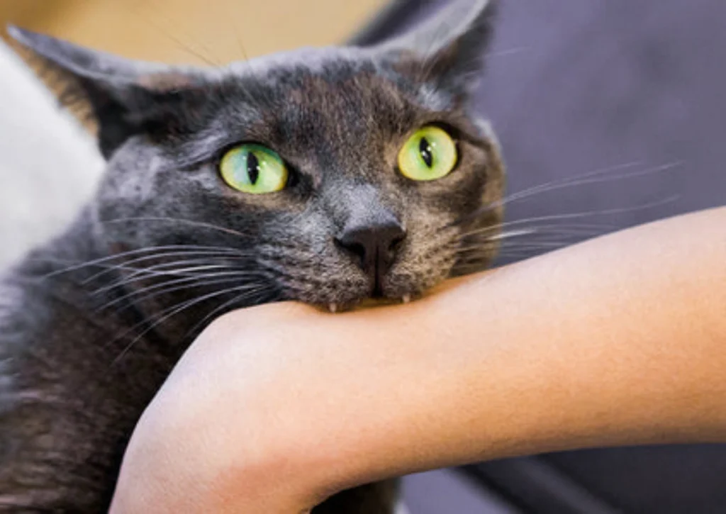 Why Cats Bite Their Owners Suddenly