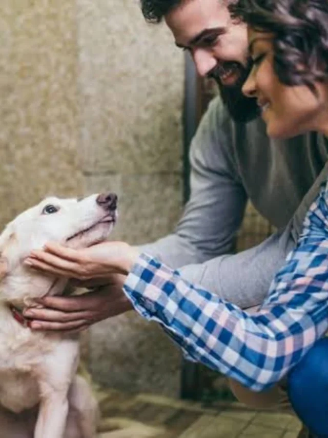 Pet Adoption: 5 Important Things to Know Before Adopting a Pet-thumnail