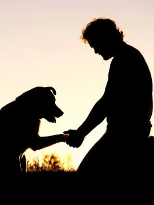 How to Handle the Pet Loss: Understanding and Coping with Pet Loss-thumnail