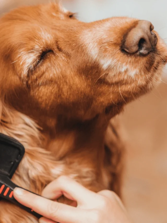 How to Reduce Pet Hair Shedding Naturally-thumnail
