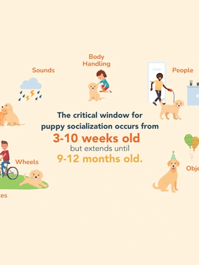 How to Socialise a Puppy Properly-thumnail