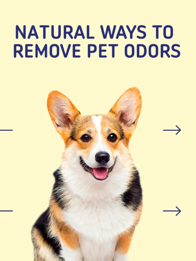 Natural Ways to Remove Pet Odour from Home-thumnail
