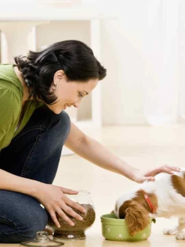 Things to Know Before Adopting a Dog-thumnail