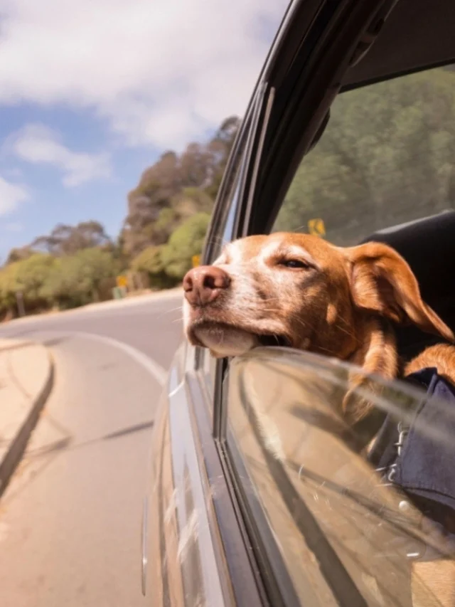 How to Travel with Your Dog in India-thumnail