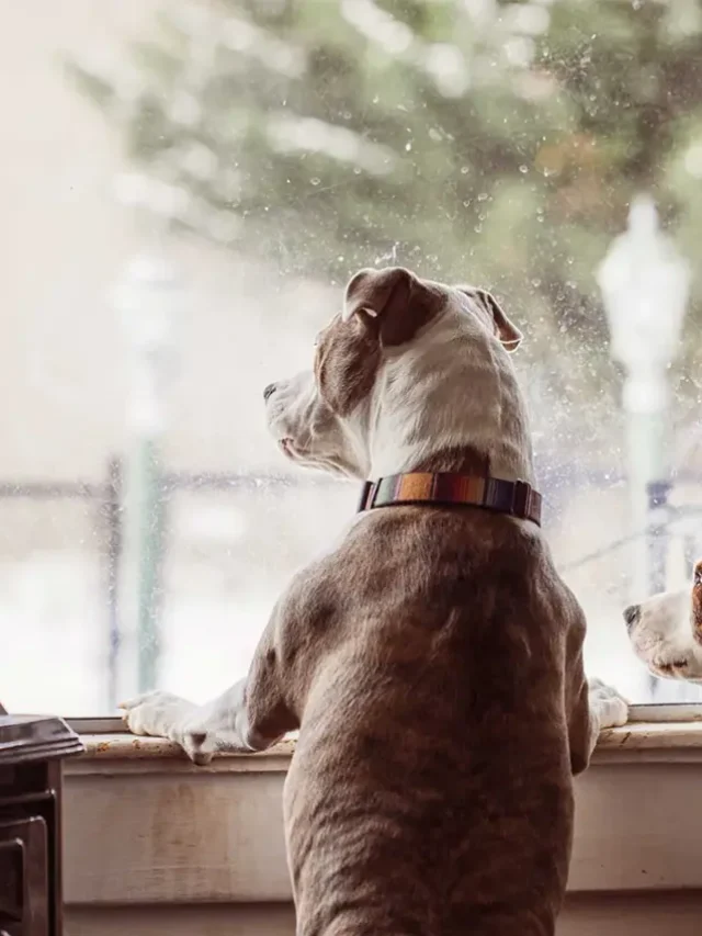 Separation Anxiety in Pets: Causes and Solutions