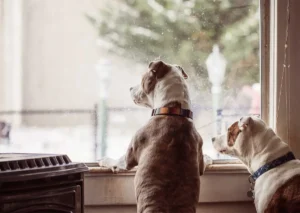 Separation Anxiety in Pets: Causes and Solutions