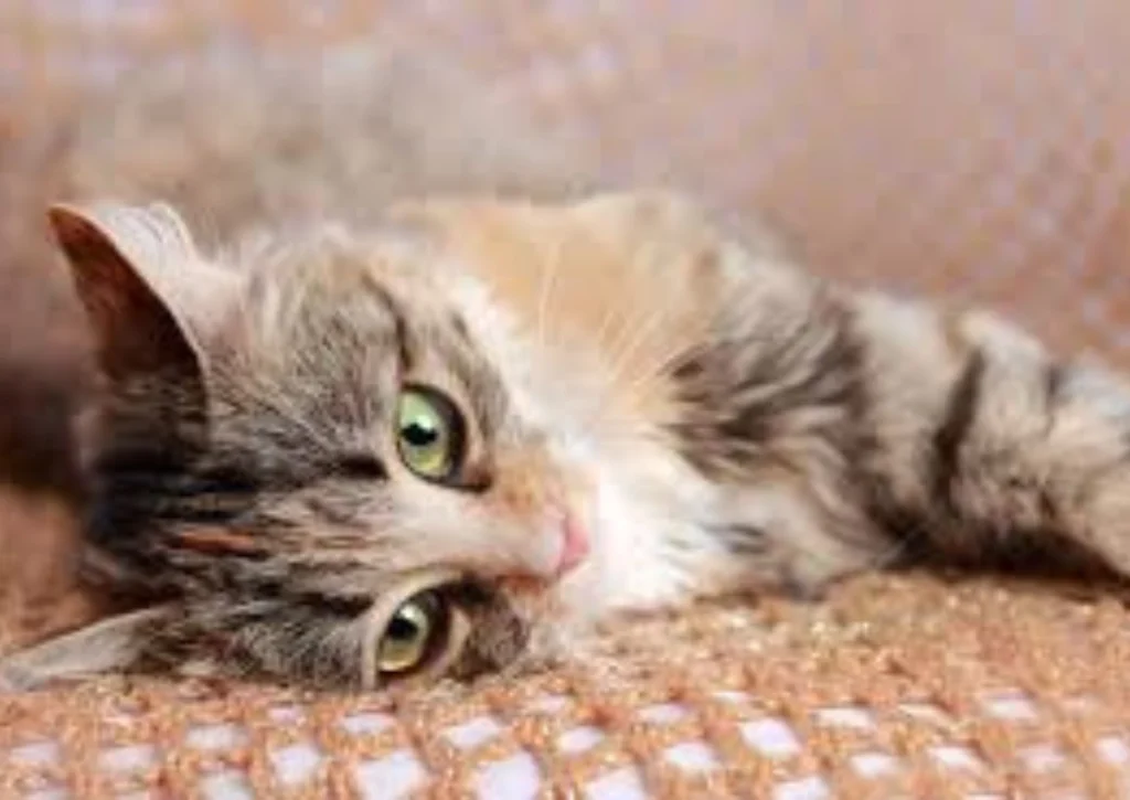Signs of Diabetes in Dogs and Cats