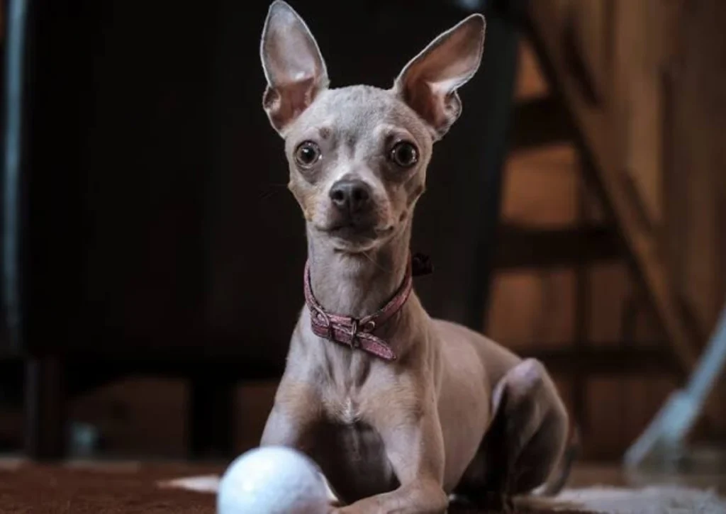 Dog Losing Weight Suddenly: Understanding the Causes and What You Should Never Ignore
