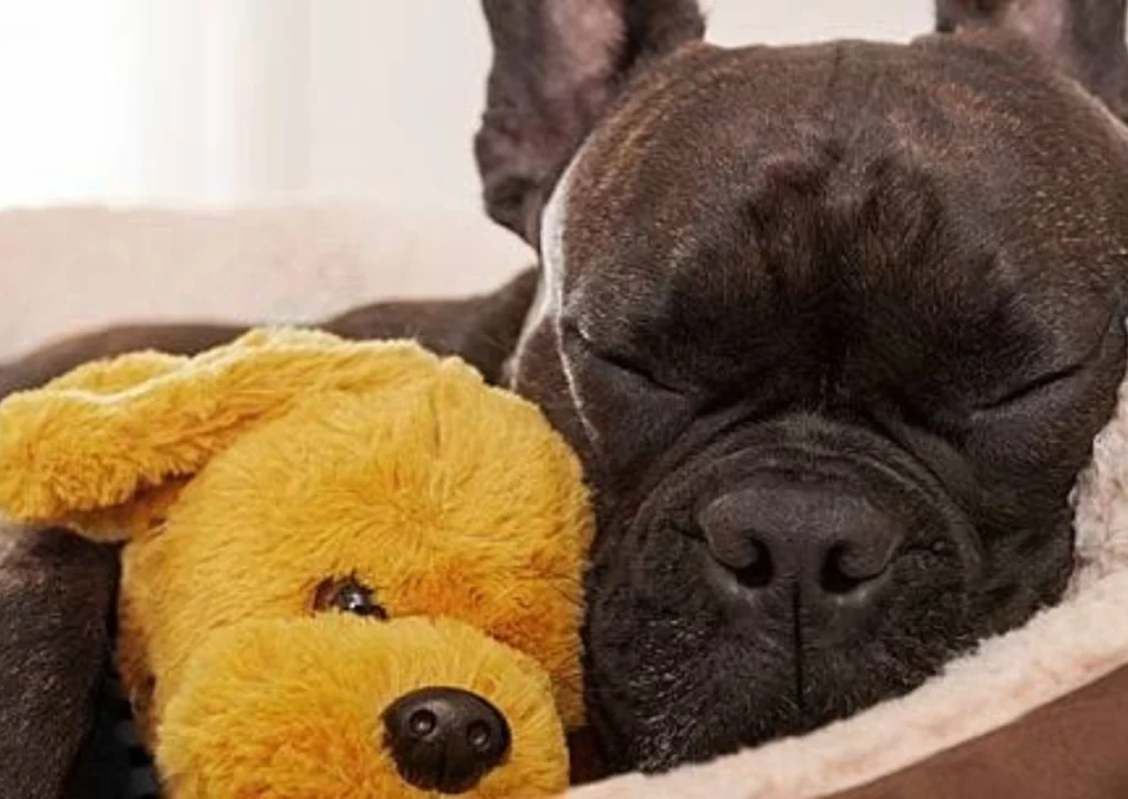 How to Take Care of a Sick Pet at Home 4 How to Take Care of a Sick Pet at Home