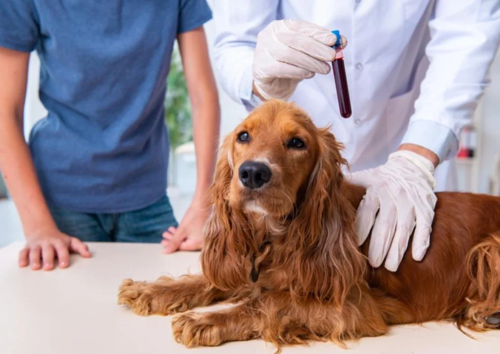 Understanding Your Pet Blood Test Reports 2 Pet Blood Test Reports