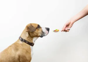 How to Boost Your Pet Immunity Naturally