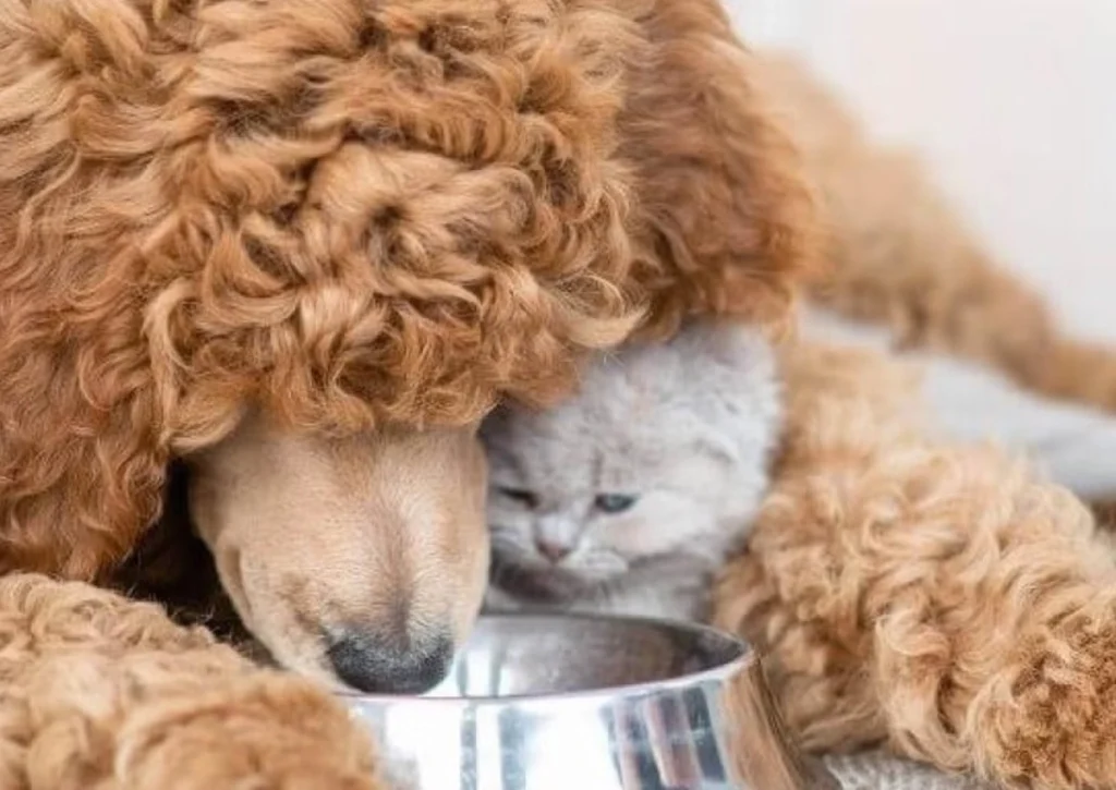 Signs of Diabetes in Dogs and Cats