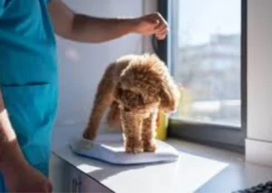 Dog Losing Weight Suddenly: Understanding the Causes and What You Should Never Ignore
