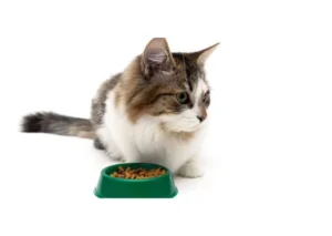 Why Your Cat Is Not Eating and What to Do