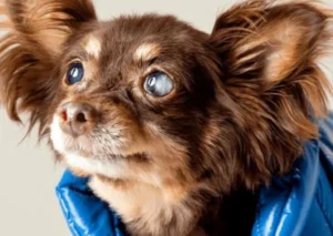 Common Eye Problems in Dogs and How to Treat Them