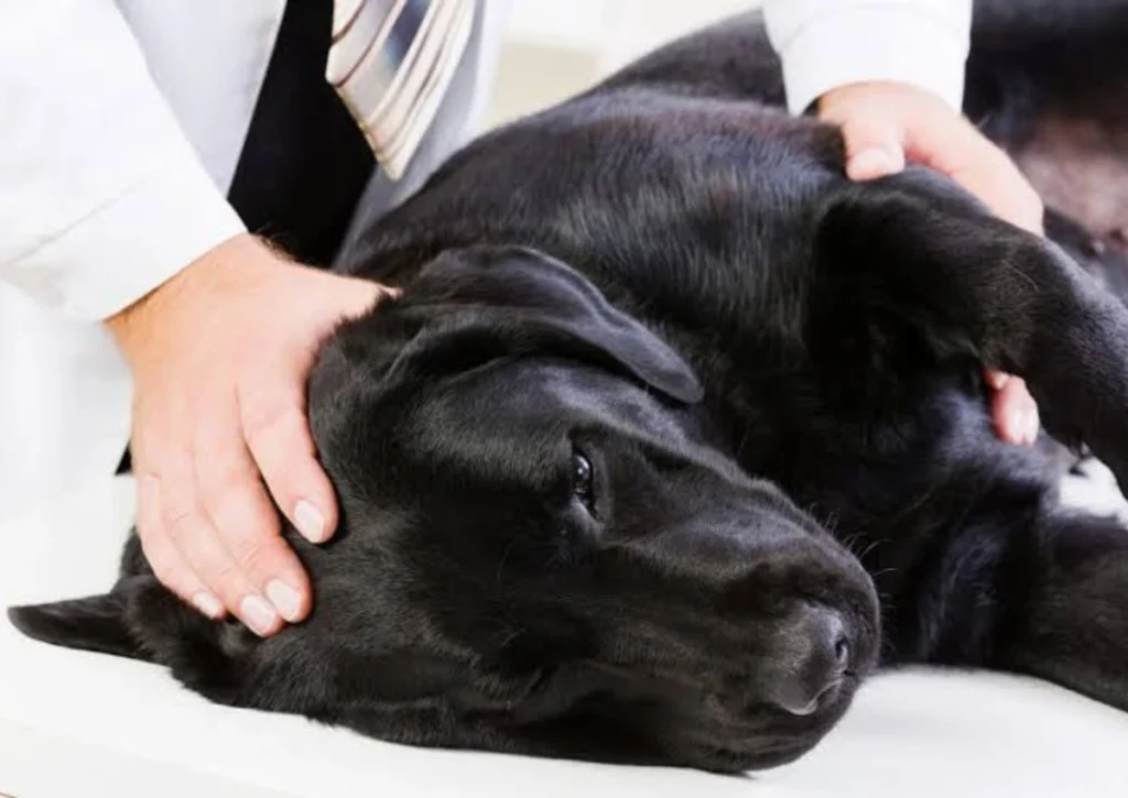 Joint Pain in Dogs: Causes and Remedies 1 Joint Pain in Dogs: Causes and Remedies