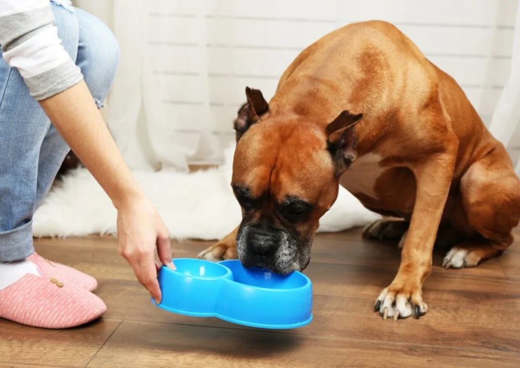 How to Take Care of a Sick Pet at Home 1 How to Take Care of a Sick Pet at Home