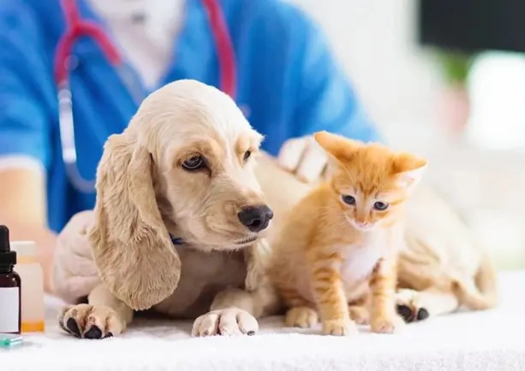 Understanding Your Pet Blood Test Reports 1 Pet Blood Test Reports