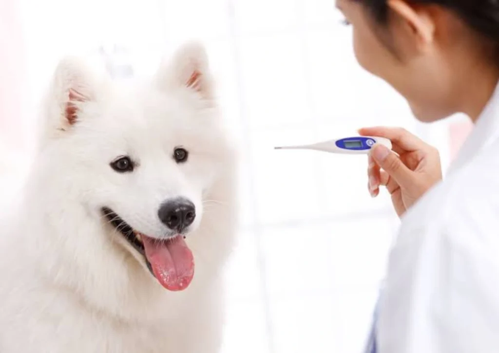 Check Your Dog’s Temperature at Home: A Complete Guide for Safe and Accurate Monitoring