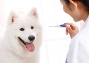 Check Your Dog’s Temperature at Home: A Complete Guide for Safe and Accurate Monitoring