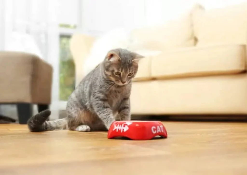 Why Your Cat Is Not Eating and What to Do 1 Why Your Cat Is Not Eating and What to Do