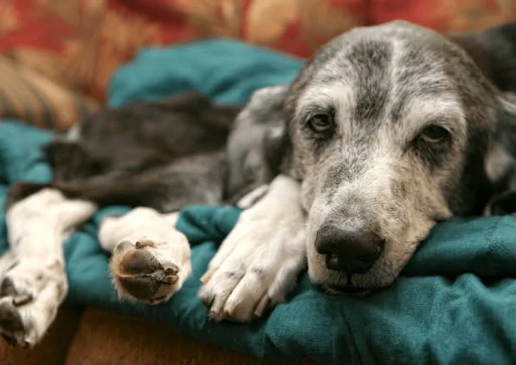 Dog Losing Weight Suddenly: Understanding the Causes and What You Should Never Ignore