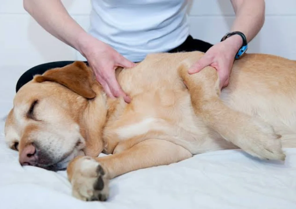 Joint Pain in Dogs: Causes and Remedies