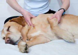 Joint Pain in Dogs: Causes and Remedies