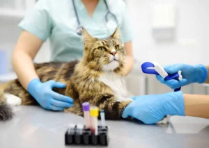 Understanding Your Pet Blood Test Reports