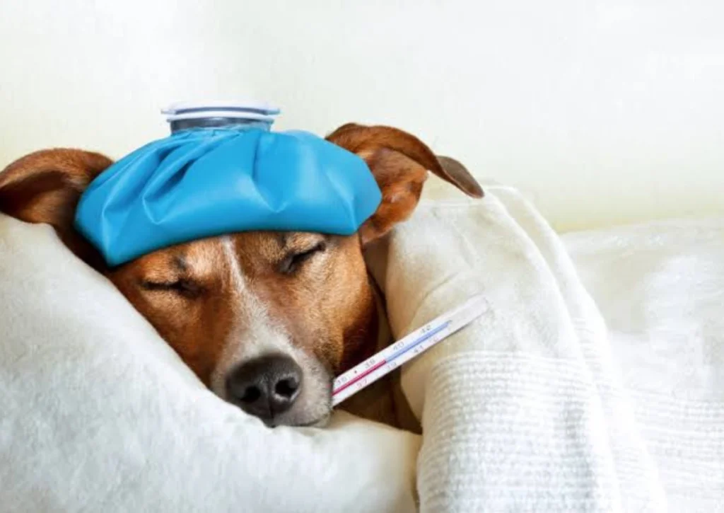 How to Take Care of a Sick Pet at Home 2 How to Take Care of a Sick Pet at Home